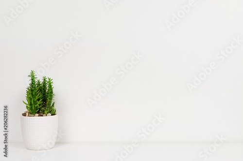 Indoor cactus plant in a white pot. Side view on white shelf against a white wall. Copy space.