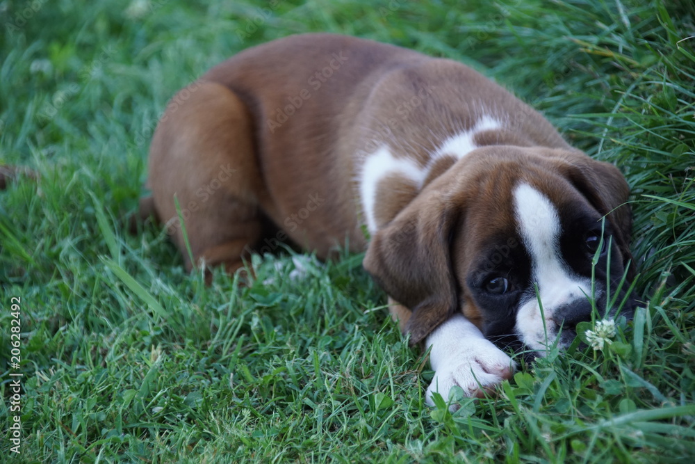 Obraz premium Magnifique chiot Boxer fauve marqué en blanc