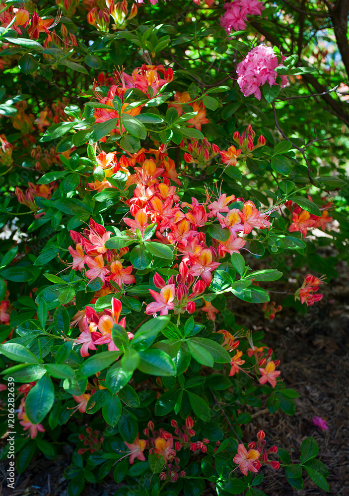 Rhododendron plants in bloom with flowers