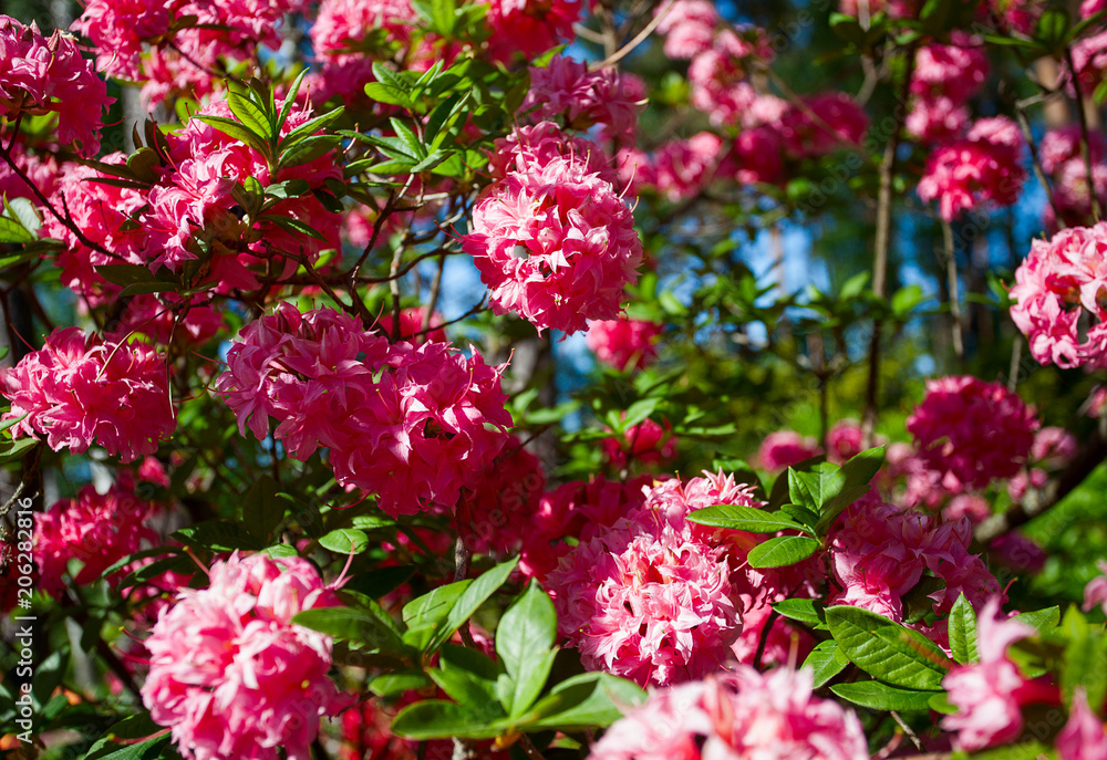 Rhododendron plants in bloom with flowers Rhododendron plants in bloom with flowers
