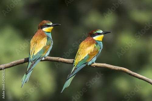 bee-eater Merops apiaster