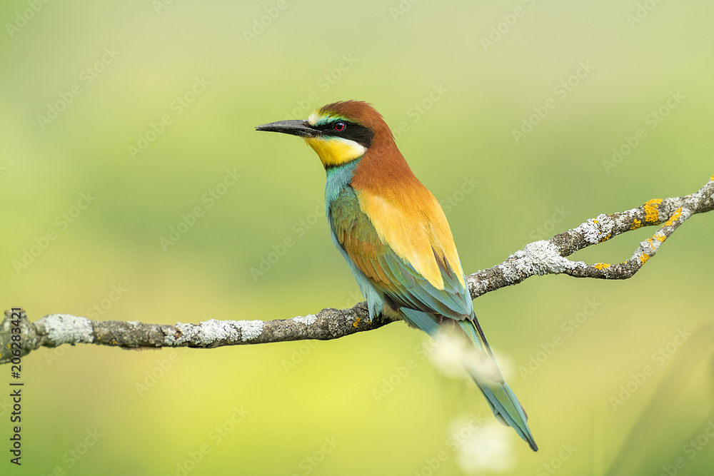 bee-eater Merops apiaster bee-eater Merops apiaster