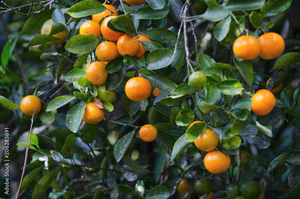 Tangerines in the greenery of the tree leaves