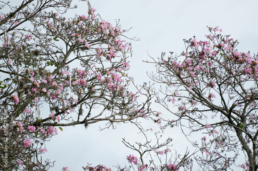 Natural background: pink blooming tree against blue sky Natural background: pink blooming tree against blue sky