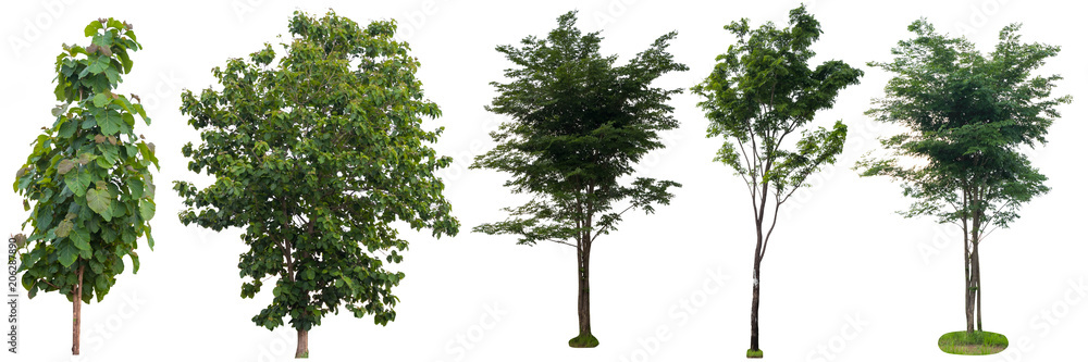 Big tree isolated. Big tree isolated.
