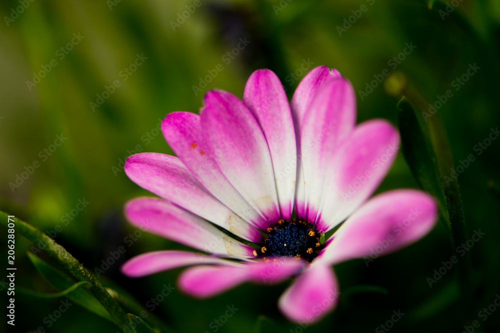 Macro shoot of the Osteospermum