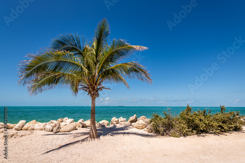 Palm Tree of Fort Zachary Taylor