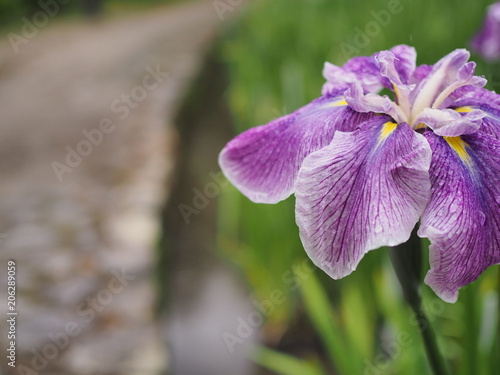 道端の花菖蒲