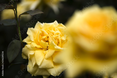 yellow rose flower