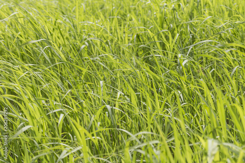 green grass background