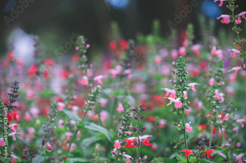 Little pink and red flower in Dalat garden © kwanchaichaiudom