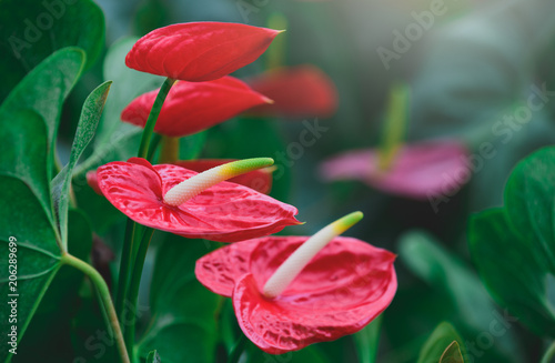 Pigtail Anthurium or red flamingo flower