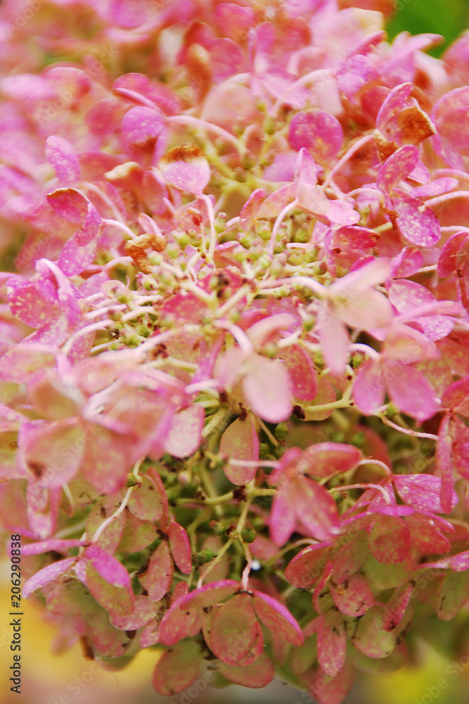 Fototapeta premium Pink flowers