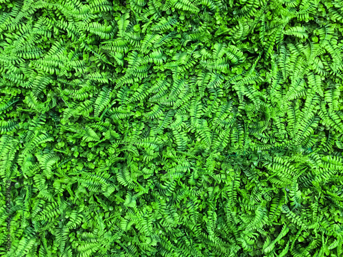 beautiful green ferns leaves,natural floral background texture.