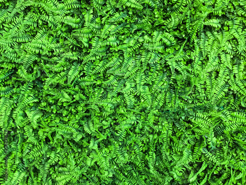 beautiful  green ferns leaves,natural floral background texture.
