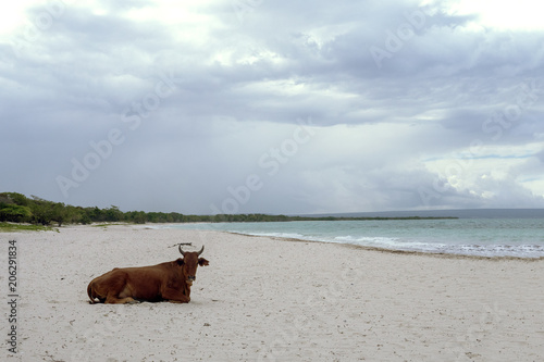 Cows on a tropical beach © Serge Touch