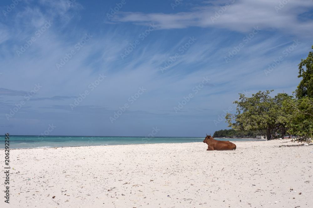 Fototapeta premium Cows on a tropical beach