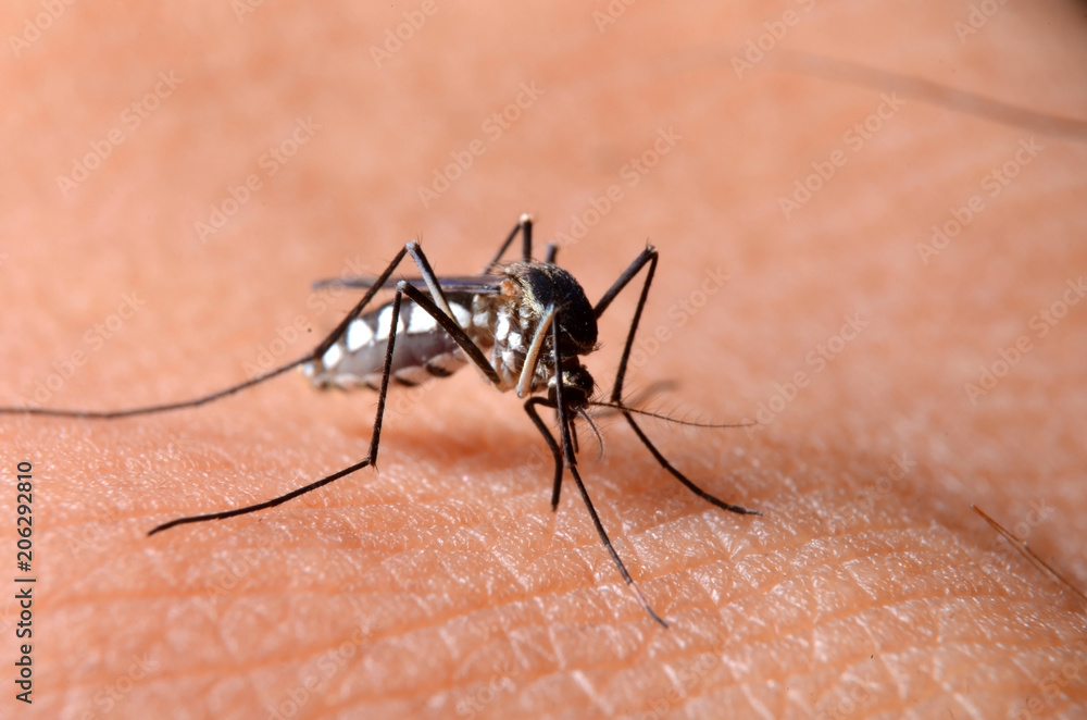 Macro of virulent mosquitoes on human skin. Macro of virulent mosquitoes on human skin.