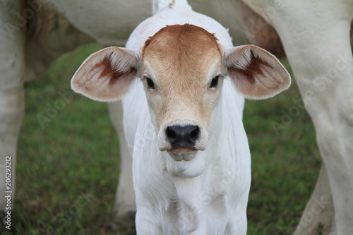 Brahman cross cattle in paddock