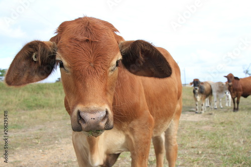 Brahman cross cattle in paddock
