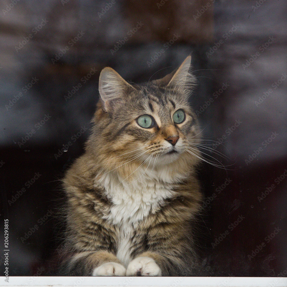 Looking Out the Screen Door Looking Out the Screen Door