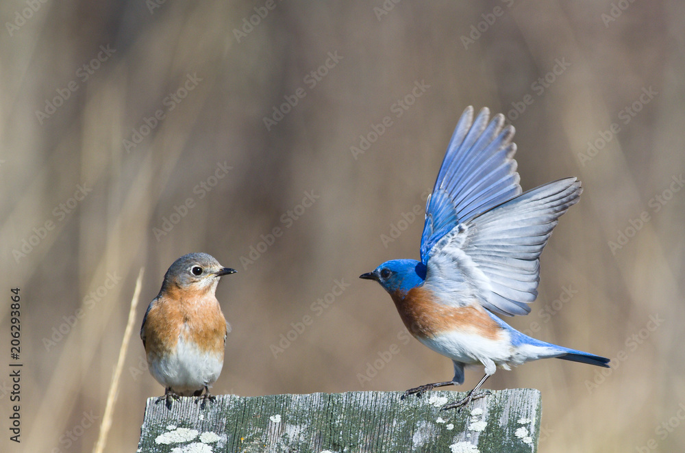 Fototapeta premium Bluebird Conversation