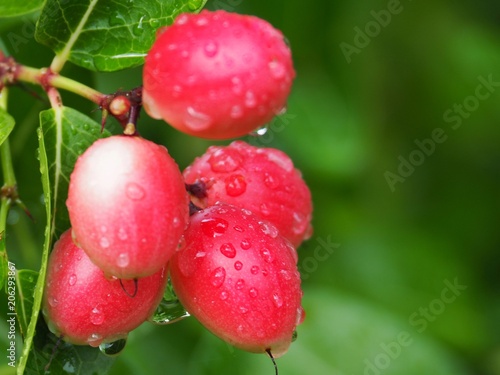 carissa carandas or karonda are white and red with green leaves. A small fruit in the summer of Thailand. And have medicinal properties. High vitamin C when swine. photo