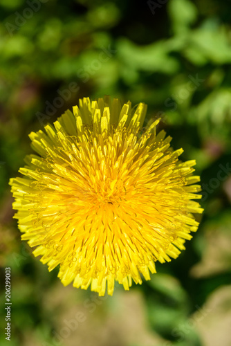 Fototapeta Naklejka Na Ścianę i Meble -  dandelion flower close-up
