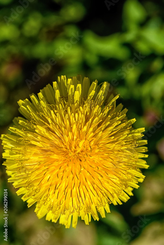 Fototapeta Naklejka Na Ścianę i Meble -  dandelion flower close-up