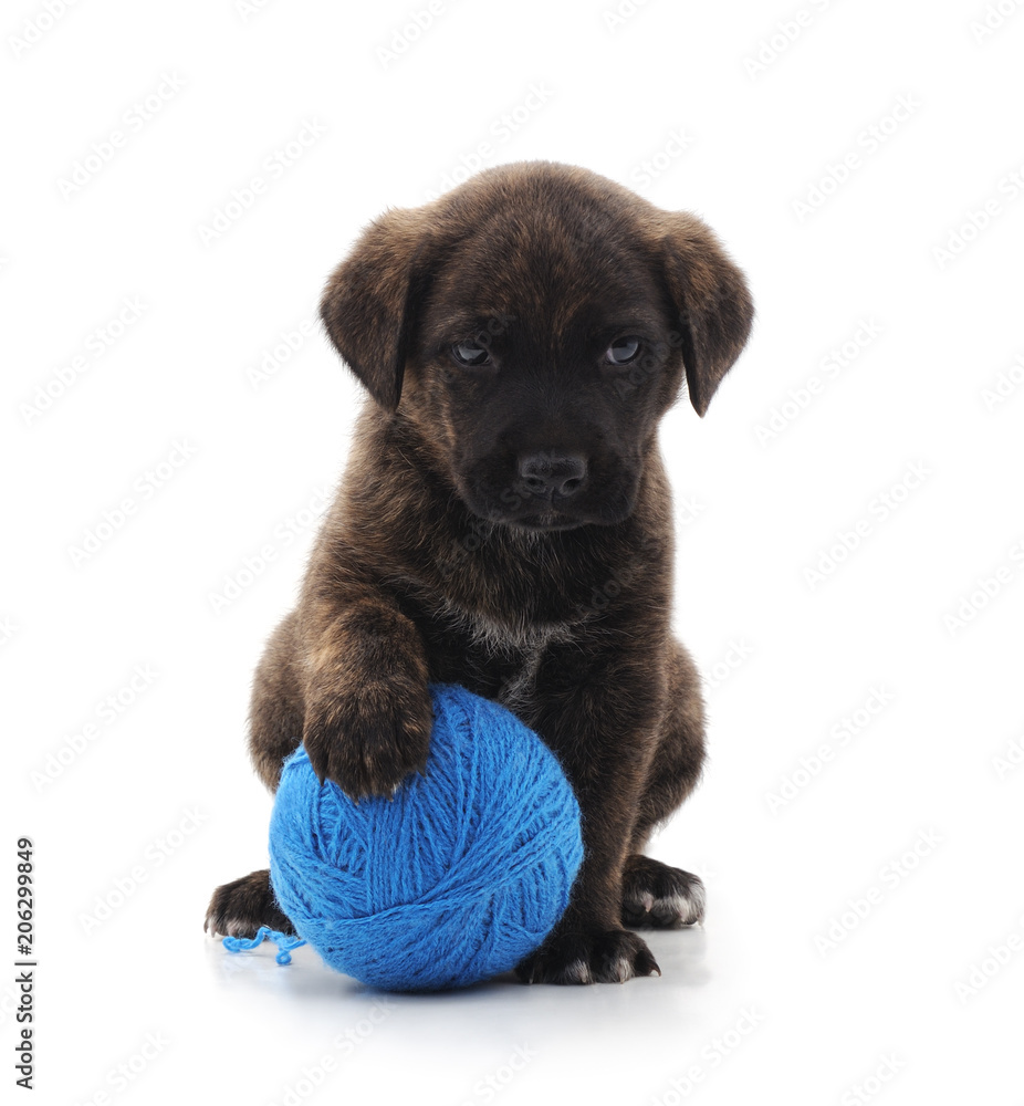 Obraz premium One black dog with ball.