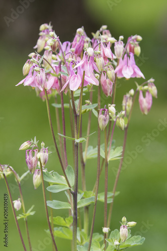Pink flowers Aquilegia - side view.