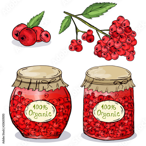 Cowberry. Useful yagoda. Blanks for the winter. Jam. Delicious. For your design. Print, sticker.