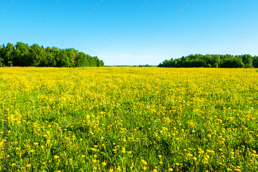 Obraz premium Bright flowers of a yellow dandelion in a field.