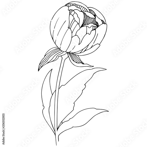 Vector peony. Floral botanical flower. Wild spring leaf wildflower isolated. Vector wildflower for background, texture, wrapper pattern, frame or border.