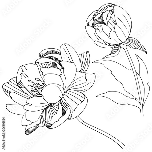 Vector peony. Floral botanical flower. Wild spring leaf wildflower isolated. Vector wildflower for background, texture, wrapper pattern, frame or border.