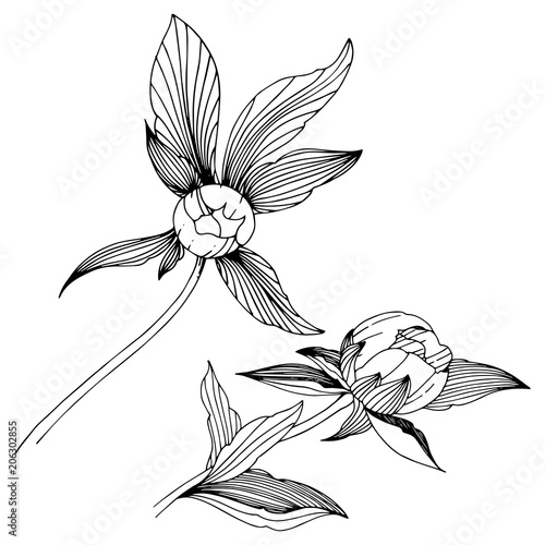 Vector peony. Floral botanical flower. Wild spring leaf wildflower isolated. Vector wildflower for background, texture, wrapper pattern, frame or border.