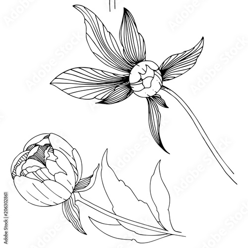 Vector peony. Floral botanical flower. Wild spring leaf wildflower isolated. Vector wildflower for background, texture, wrapper pattern, frame or border.