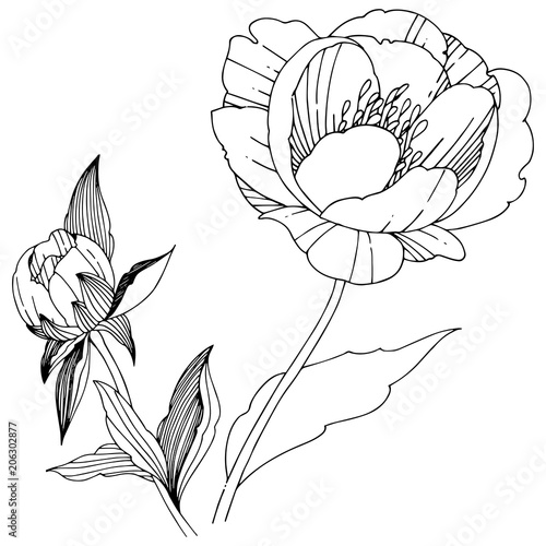 Vector peony. Floral botanical flower. Wild spring leaf wildflower isolated. Vector wildflower for background, texture, wrapper pattern, frame or border.