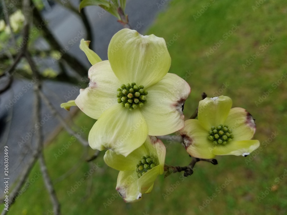 Obraz premium Green with envy