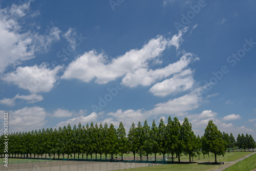 青空とメタセコイアの並木