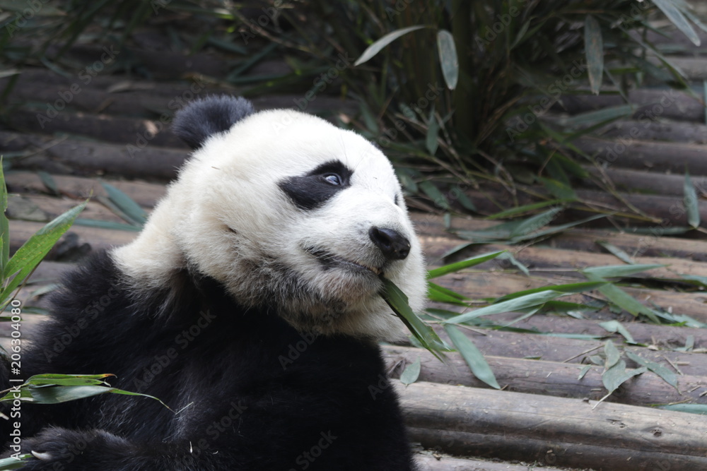 Fototapeta premium Close up Fluffy Round Face Giant Panda, Chengdu, China