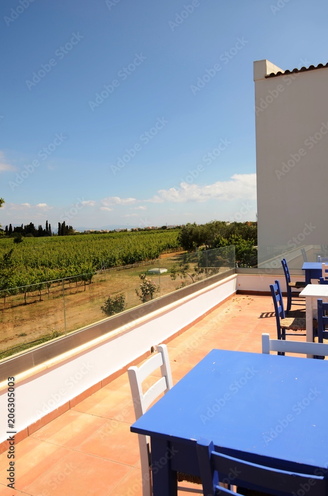 Fototapeta premium Vignobles, exploitation vinicole et distillerie de Triantafyllopoulos (Kos-Grèce) 
