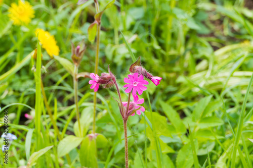 Wallpaper Mural Lichtnelken Torontodigital.ca