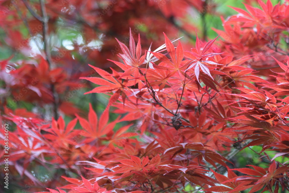 Red Maple Leaves in Autumn