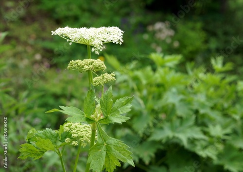 Meisterwurz, Peucedanum ostruthium, Heilpflanze