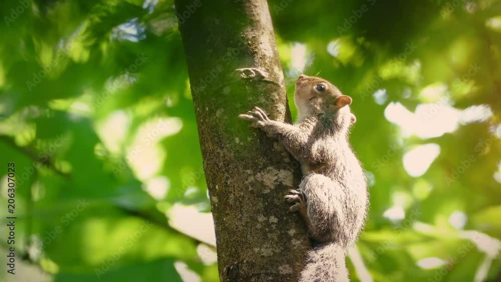 Squirrel On Branch Shallow Focus Squirrel On Branch Shallow Focus