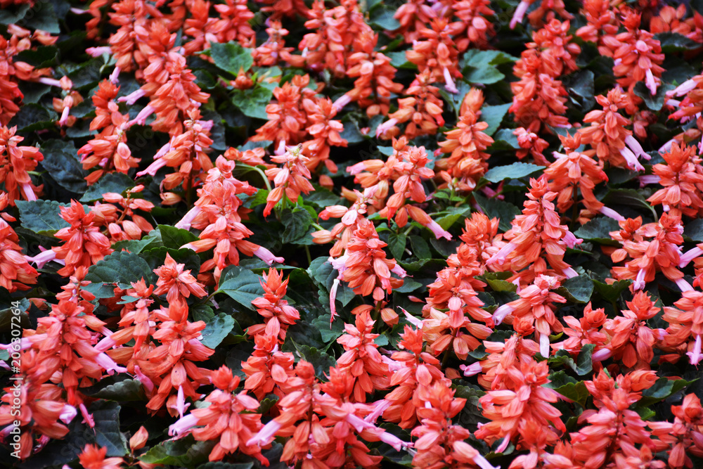 Beautiful and unusual plants. Flowers Beautiful and unusual plants. Flowers