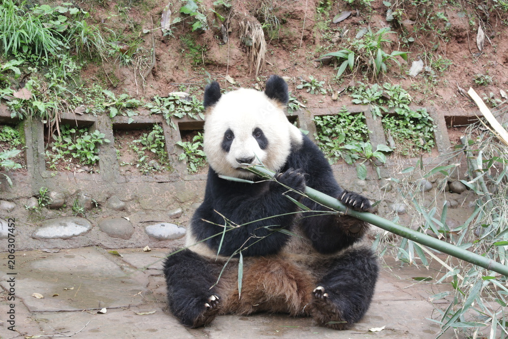 Obraz premium Closed-up Giant Panda Eats Bamboo, China
