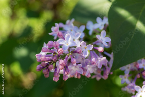 lilac in spring close up