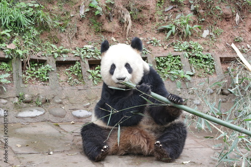 Fototapeta Naklejka Na Ścianę i Meble -  Closed-up Giant Panda Eats Bamboo, China